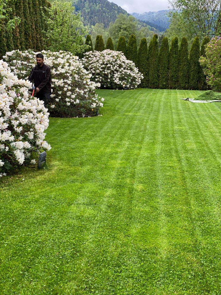 Gepflegte Hecke im Vorgarten