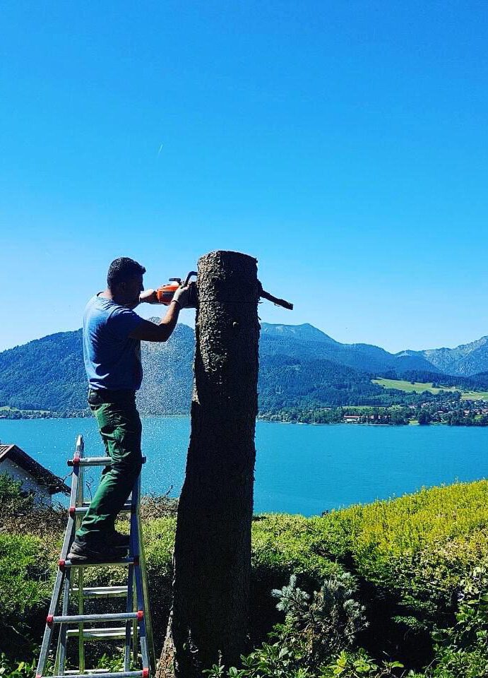 Baumschnitt im gepflegten Garten